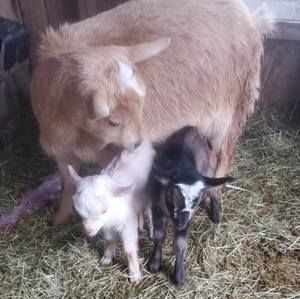 Meet your Posher, Fausto